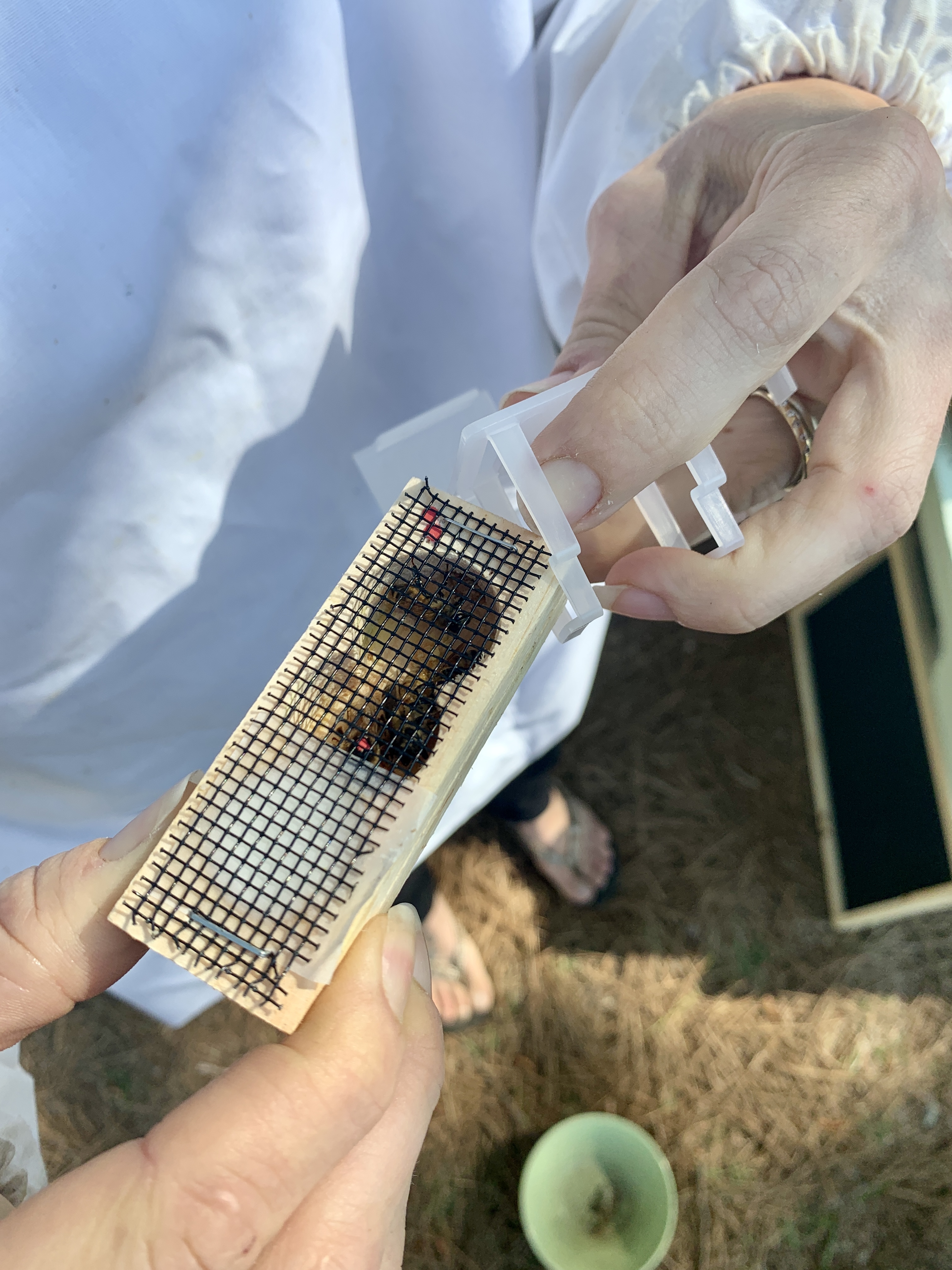 Bees 23